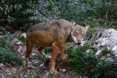 Two adult wolves sniff the ground for traces.