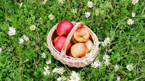 View from above. beautiful red apples in a basket, in the midst of a flowering daisy field, lawn.