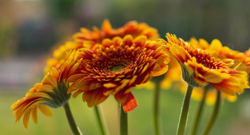 Close-up of yellow flowering plant