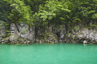 Scenic view of trees