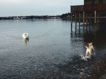 Dog swimming in lake