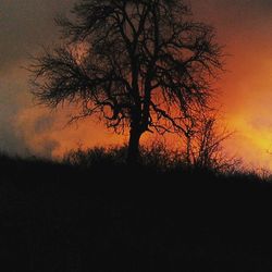 Silhouette of trees at sunset