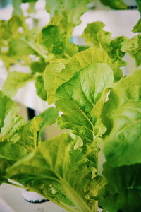 Close-up of fresh green leaves