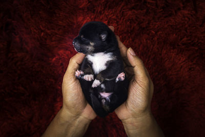 Midsection of woman holding puppy