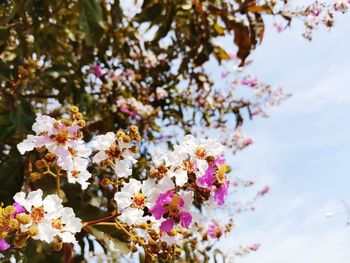 Close-up of pink cherry blossoms in spring