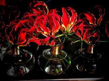 Close-up of red flowering plant in vase