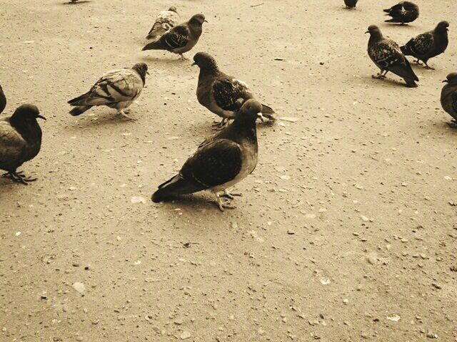 HIGH ANGLE VIEW OF BIRD ON SAND