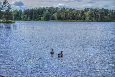 View of ducks swimming in lake