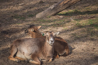 Close-up of deer on field