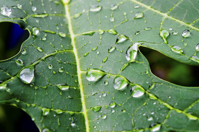 Close-up of raindrops on leaves