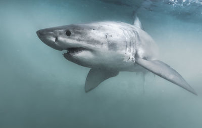 Close-up of fish swimming in sea