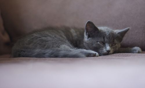 Close-up of cat sleeping