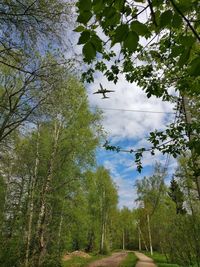 Low angle view of trees in forest against sky