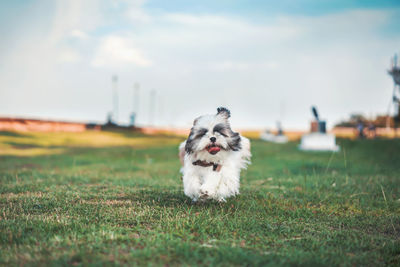 White dog on field