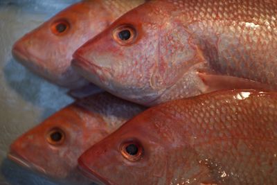 Close-up of fish for sale in market