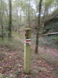 Blurred motion of trees on field in forest