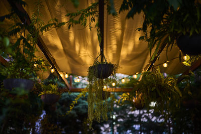 Close-up of christmas tree against plants