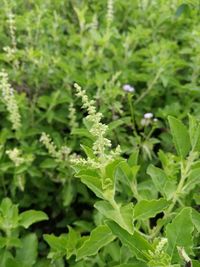 Close-up of fresh green plant