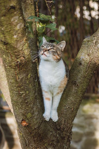 Curious and playful look of three colorful house cats standing on a tree