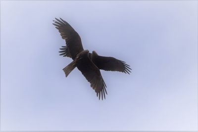 Low angle view of eagle flying against clear sky