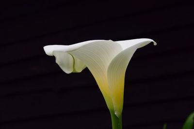 Close-up of white rose against black background