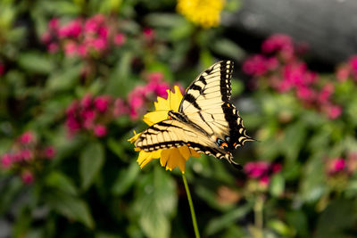 Anise swallowtail butterfly papilio zelicaon perches on a flower in a botanical garden.