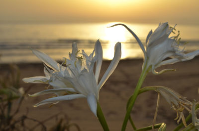 Close-up of flowering plant against sky during sunset