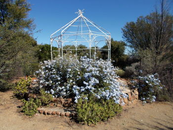 View of plants against the sky