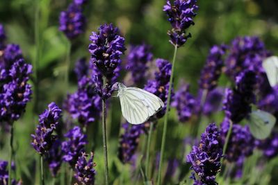 Close-up of butterfly pollinating on purple flowering plant