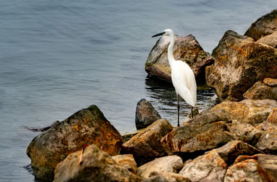 Seagull perching on rock by sea