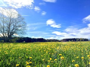 Full frame shot of yellow flowers in field