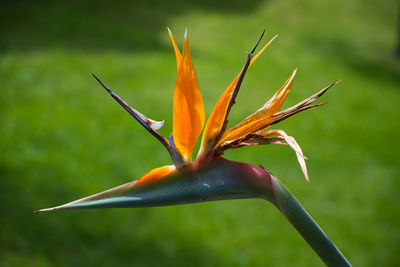 Close-up of orange flowering plant