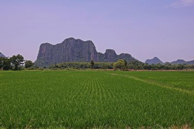 Scenic view of field against clear sky