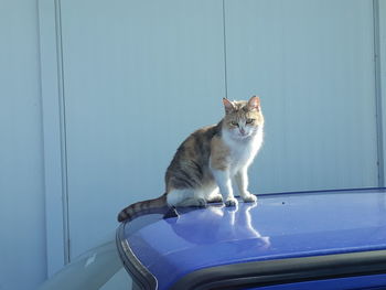 Cat sitting on a car