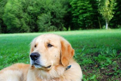 Portrait of golden retriever sitting on grass