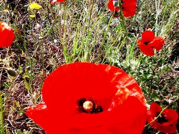 Close-up of red poppy blooming in field