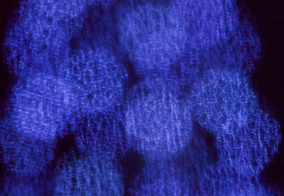 Close-up of purple blue light at night