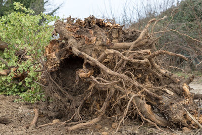 Dead tree on field in forest