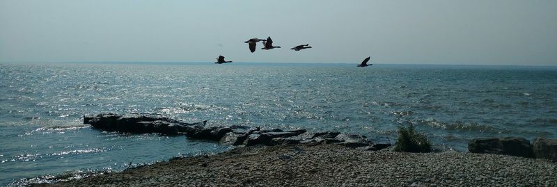 Seagulls flying over sea against clear sky