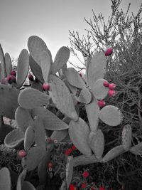 Close-up of plants against sky during winter