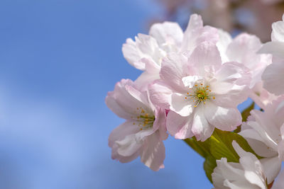 Sakura flowers close-up against the blue sky. copy space. spring background with sakura flowers.