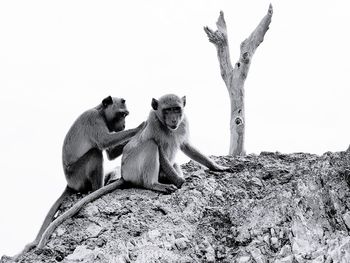 Monkey sitting on rock against sky