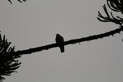 Low angle view of silhouette bird perching on branch against clear sky