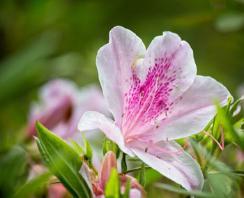 Close-up of pink flowering plant