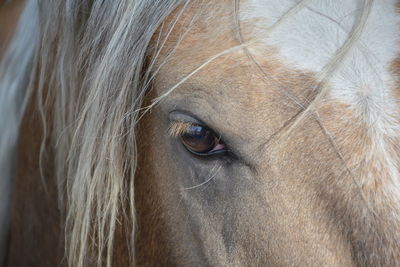 Close-up portrait of horse