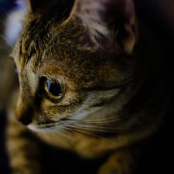 Close-up of cat looking away