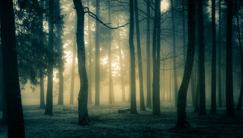 View of trees in forest during winter