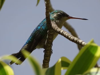 Close-up of bird perching on plant