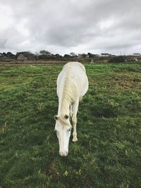 View of horse grazing on field