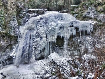 Close-up of turtle in water